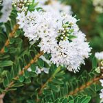 Hebe Diosmifolia 15cm Pot