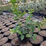 Halleria Lucida 17cm Pot