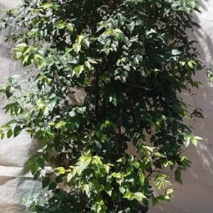 Halleria-lucida-70lt-RH.jpg Halleria Lucida Tree 70lt