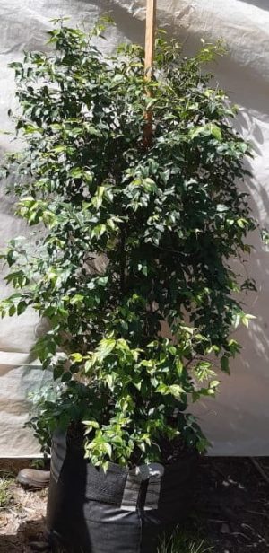 Halleria Lucida Tree 70lt