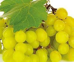 Hanepoot White Grape Vine 20lt