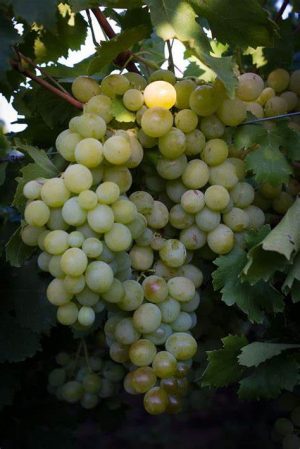 Grape Vine Hannepoot White 10lt