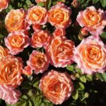 Happy Home Rose