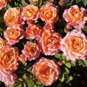 Happy Home Rose