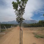 Harpephyllum Caffrum 100lt