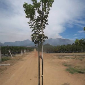 Harpephyllum-caffrum-100L-G44_911016341_a100l.jpeg Harpephyllum Caffrum 100lt