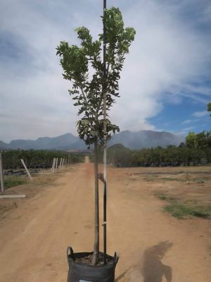 Harpephyllum Caffrum 100lt