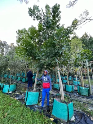 Harpephyllum Caffrum 250lt (Small)