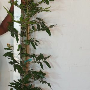 Harpephyllum-caffrum.jpg Harpephyllum Caffrum 20lt