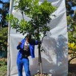 Harpephyllum Caffrum 70lt