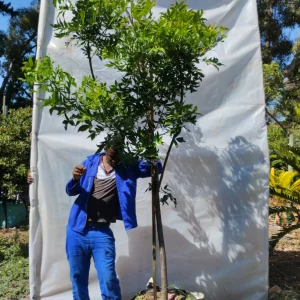 Harpephyllum-caffrum-70lt-RH.webp Harpephyllum Caffrum 70lt