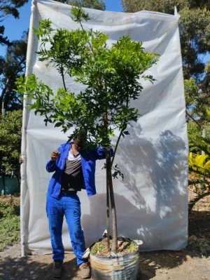 Harpephyllum Caffrum 70lt