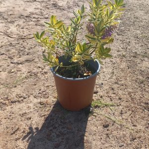 Hebe carnea varigata 17cm