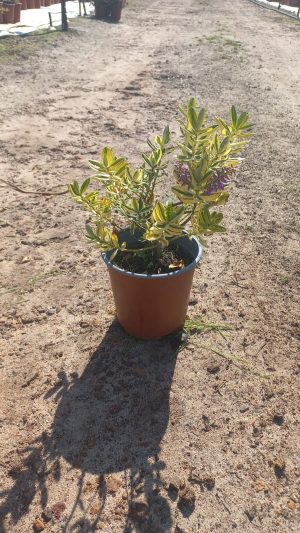 Hebe carnea varigata 17cm