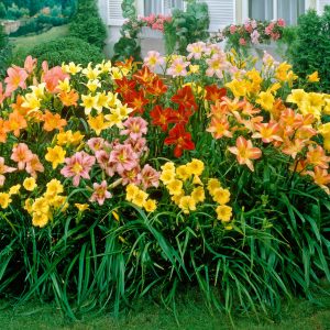 Hemerocallis-Daylily.jpg Hemerocallis (Daylily) 19cm Pot