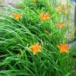 Hemerocallis Orange 4lt