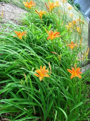 Hemerocallis-Orange.jpg Hemerocallis Orange 4lt