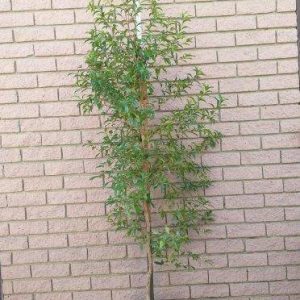 Heteropyxis Natalensis (Lavender Tree) 20lt