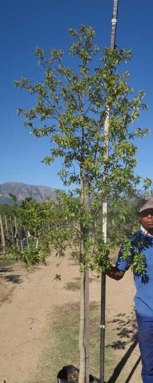 Heteropyxis Natalensis (Lavender Tree) 40lt