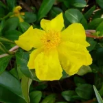 Hibbertia Scandens 20lt