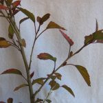 Hibiscus Autumn Leaf Red 20lt