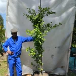 Hibiscus syriacus 'Blue Bird' 70lt