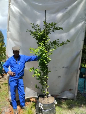 Hibiscus syriacus 'Blue Bird' 70lt