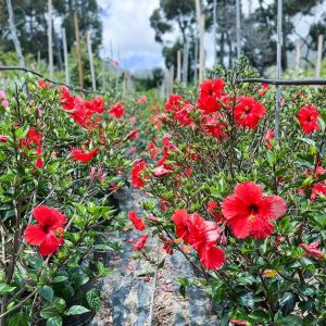 Hibiscus-Brilliant-70lt.jpg Hibiscus Rosa-Sinensis 'Brilliant' 70lt