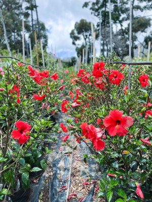 Hibiscus Rosa-Sinensis 'Brilliant' 70lt