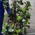 Hibiscus Rosa Sinensis 'Full Moon' 70lt