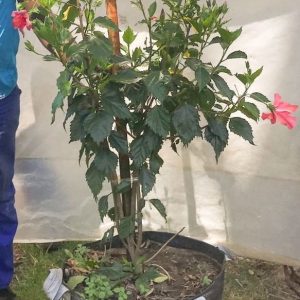 Hibiscus-Single-Cerise-70lt.jpg Hibiscus Rosa-Sinensis 'Single Cerise' 70lt