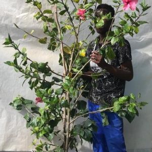 Hibiscus-Single-Pink-70lt.jpg Hibiscus Rosa Sinensis 'Single Pink' 70lt