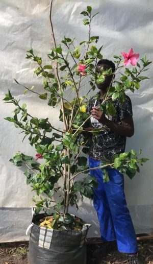 Hibiscus Rosa Sinensis 'Single Pink' 70lt