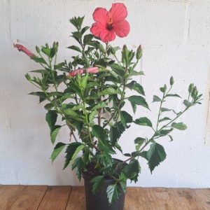 Hibiscus-brilliant-red.jpg Hibiscus Brilliant Red 21cm Pot