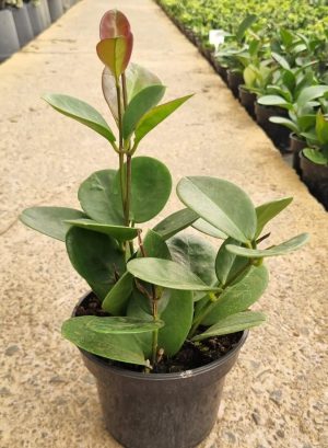 Hoya-Australis-14cm-Pot.jpeg Hoya Australis 14cm Pot