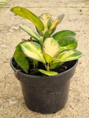 Hoya Australis Tricolour 14cm Pot