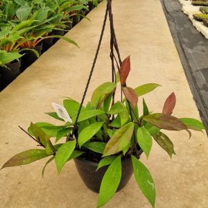 Hoya Publicalyx 20cm H/B