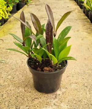 Hoya-Pucialyx-14cm-Pot.jpeg Hoya Pubicalyx 14cm Pot