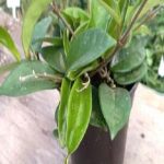 Hoya Carnosa Green 14cm Pot