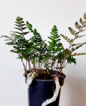 Rabbits Foot Fern 14cm Pot