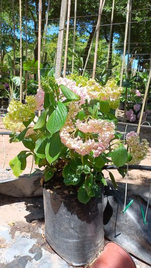 Hydrangea 40lt