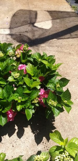 Hydrangea Clarissa Pink 14cm Pot