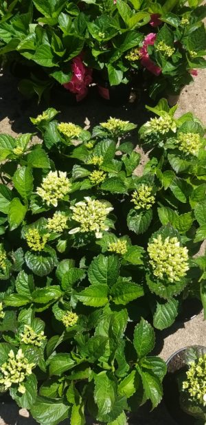 Hydrangea Clarissa White 14cm Pot