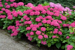 Hydrangea Leuchtfeuer 10lt