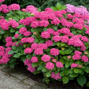 Hydrangea Leuchtfeuer 10lt