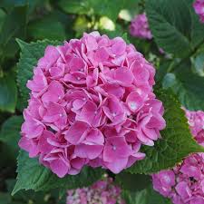 Hydrangea-macrophylla-mix.jpg Hydrangea Macrophylla Mix 10lt