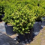 Portulacaria Afra, Spekboom 40lt