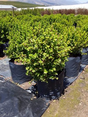Portulacaria Afra, Spekboom 40lt