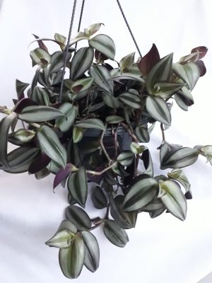 Tradescantia Zebrina 25cm H/B