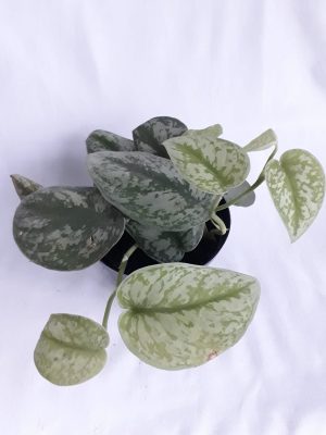 Scindapsus Silver Splash 15CM Pot